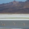 Excursión Salar de Surire y Termas de Polloquere - Imagen 4