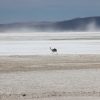 Excursión Salar de Surire y Termas de Polloquere - Imagen 9