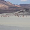 Excursión Salar de Surire y Termas de Polloquere - Imagen 12